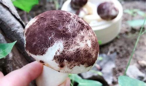 蘑菇视频爆料黑料吃瓜51,揭秘黑料吃瓜51背后的真相  第3张